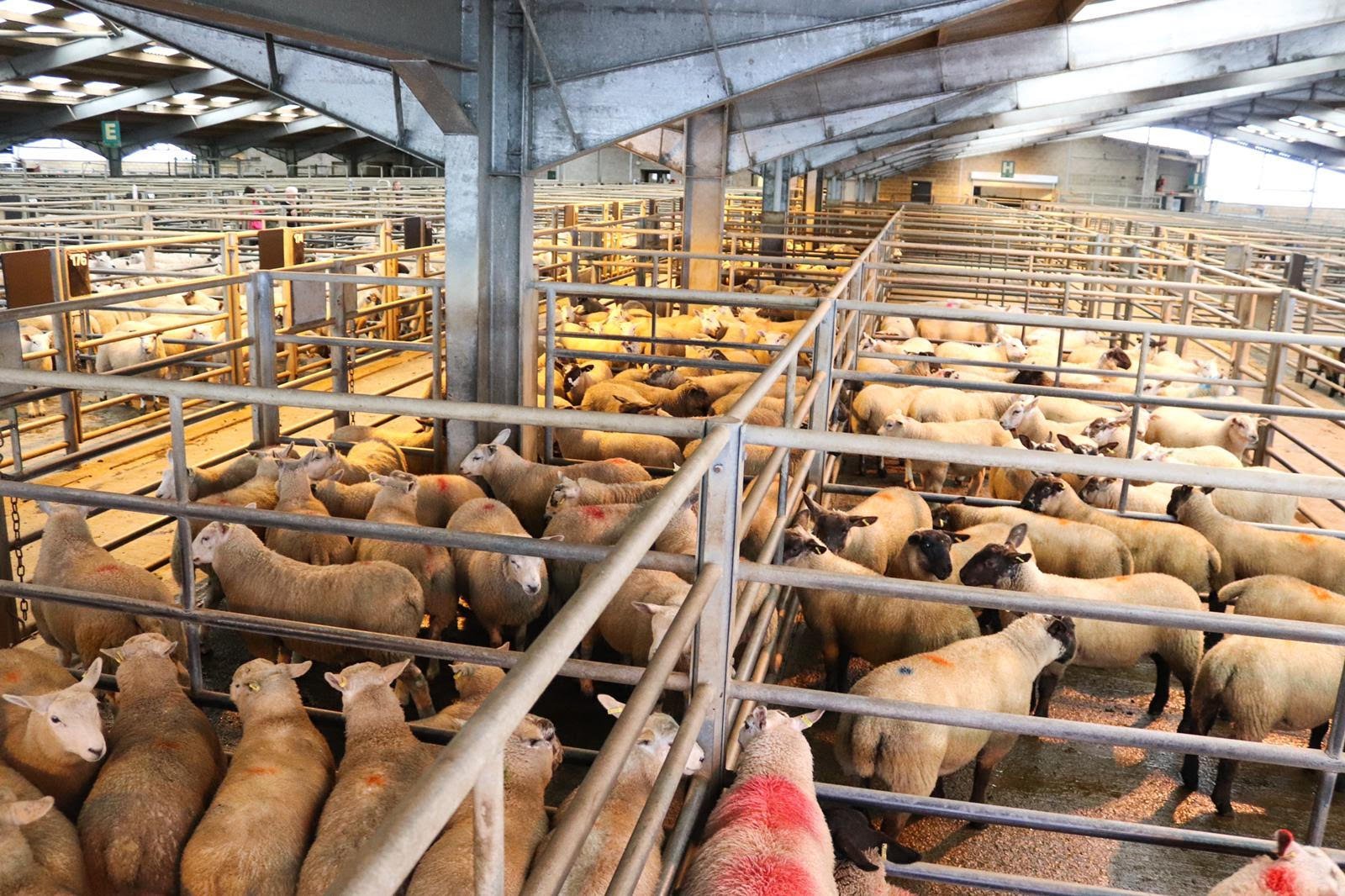 Ayr Livestock Market