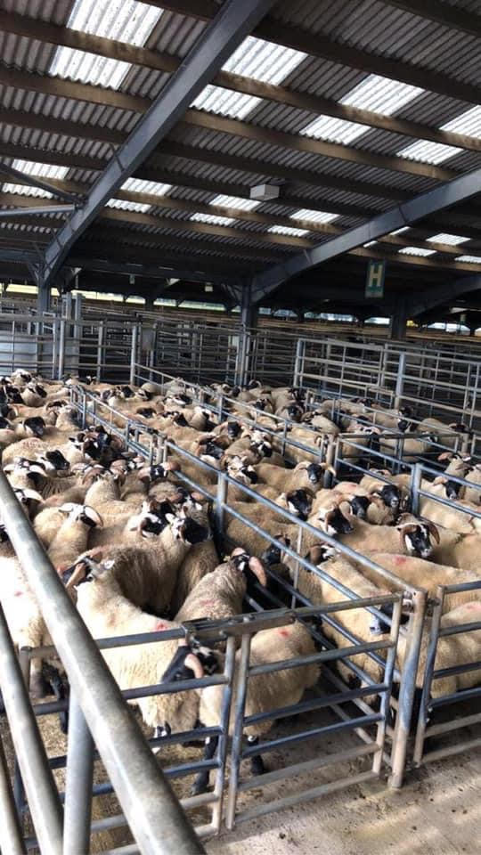 Newton Stewart Sheep Sale
